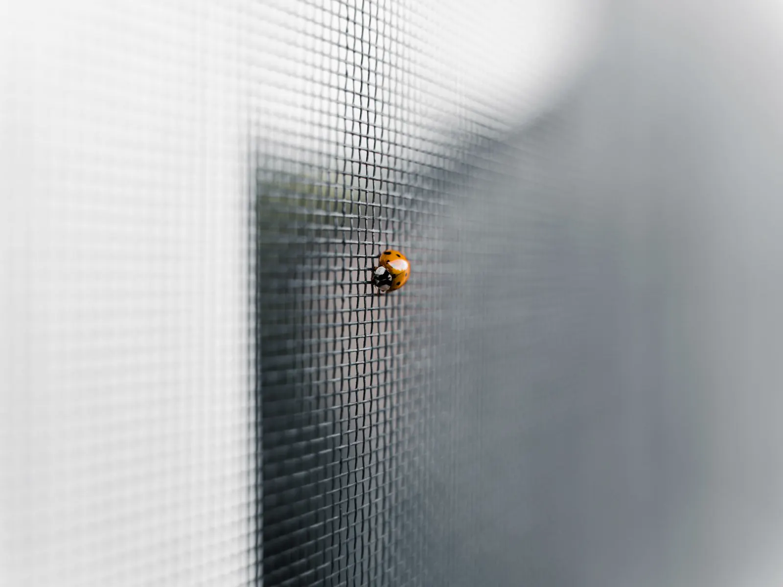 Coccinella su una rete zanzariera, in controluce